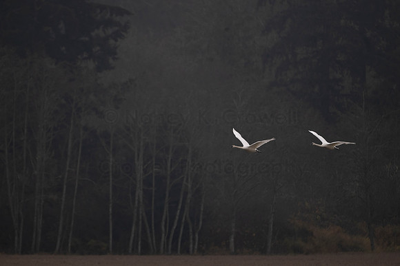 Swan Song