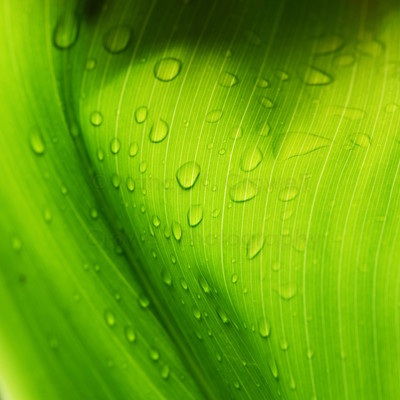 Leaf