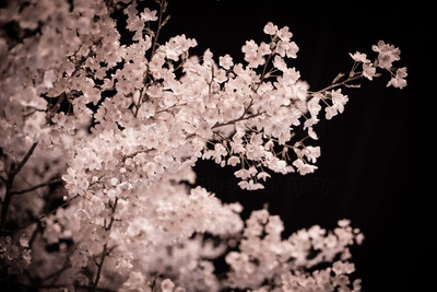 CherryBlossomNight-1