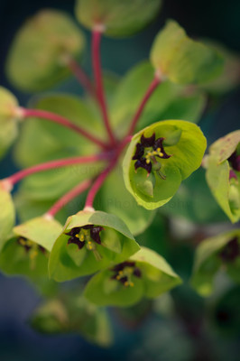euphorbia-4