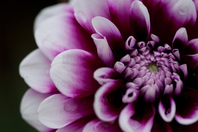 Dahlia 16