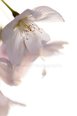 Blossom 04