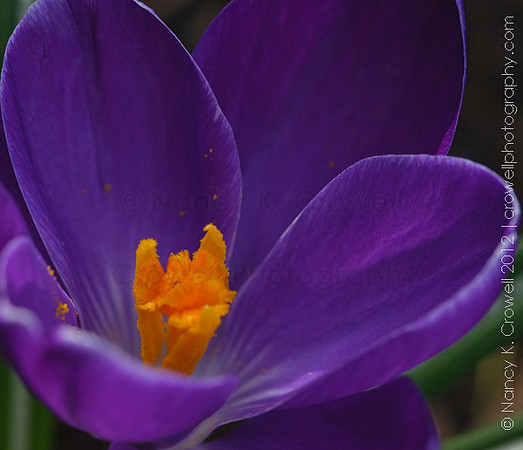 Deep purple crocus