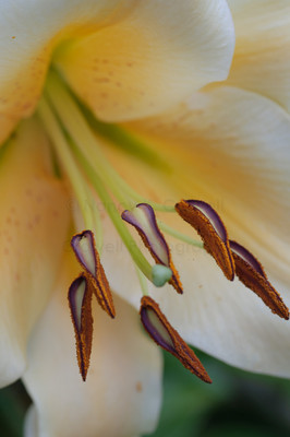 asian lily-3