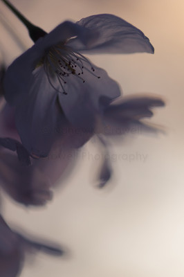 Blossom 07