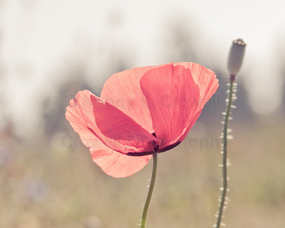 european poppy-18