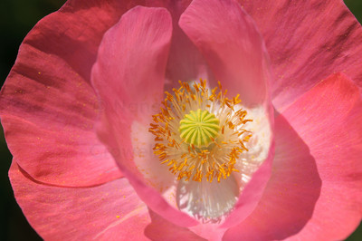 soft pink poppy-24
