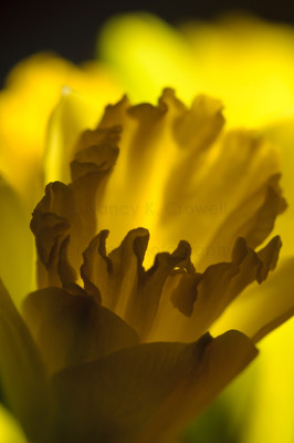 Daffodil cup in sunbeam.
