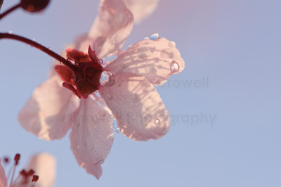 Blossom 13