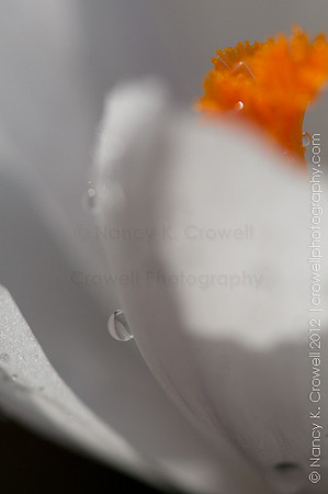 White Crocus 1