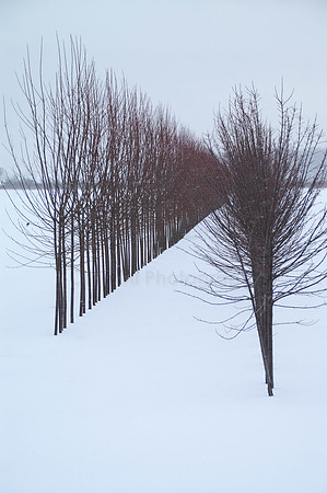 Winter Trees-1