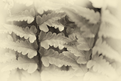 Fern Study-1