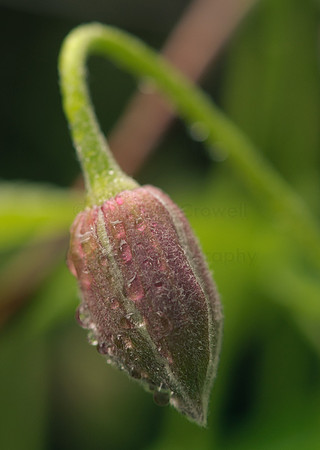 clematis
