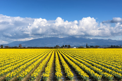 Daffodils of Skagit Valley-5
