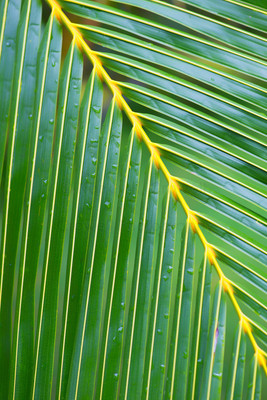 Frond 2