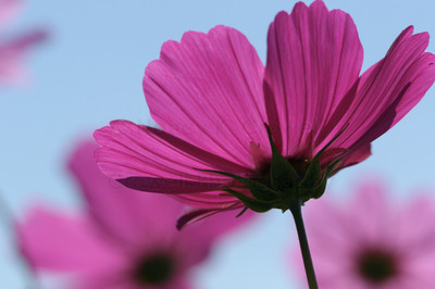 Cosmos-10