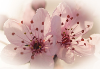Blossom 18