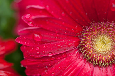 rainy pink gerbera -1