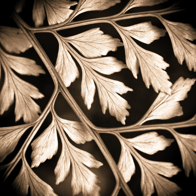 Japanese fern