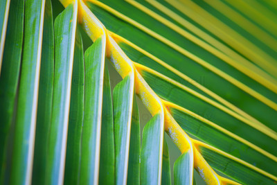Frond 4