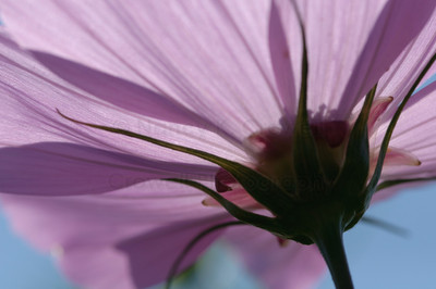 Cosmos-19