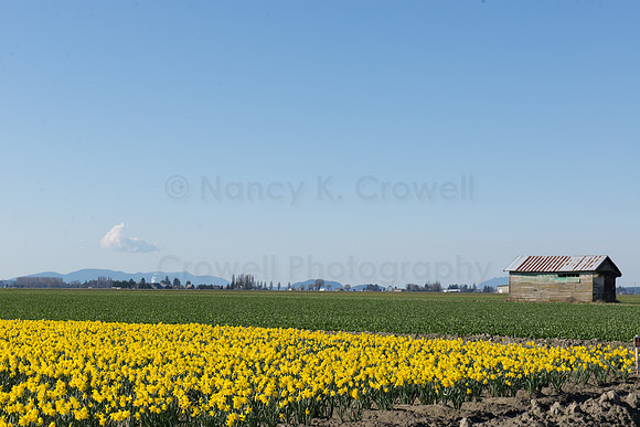 Daffodils of Skagit Valley-12