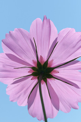 Cosmos-6