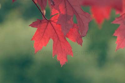 red leaves-8