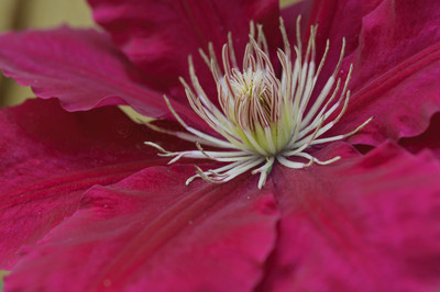 clematis rebecca-3