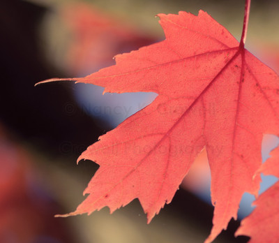Maple leaf