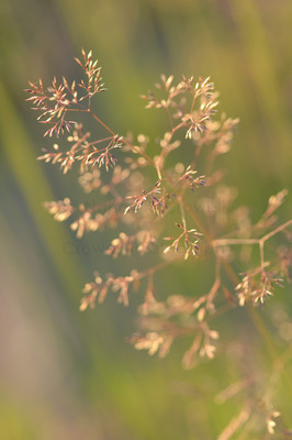 glassy grassy-1