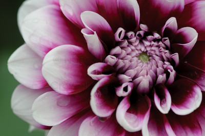 Dahlia 05