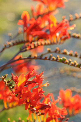 crocosmia lucifer-4