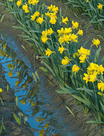 daffs