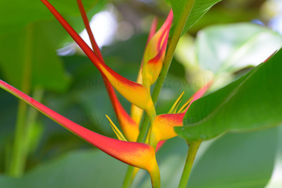 Heliconia