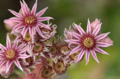 sedum blossoms-1