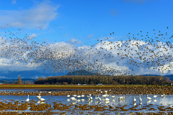 SkagitBirds--3