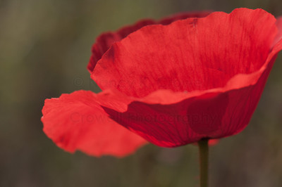 european poppies-2