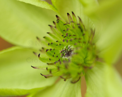 green clematis-8