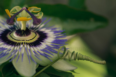 passion flower-6