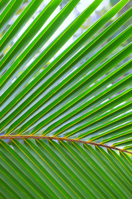 Frond 1