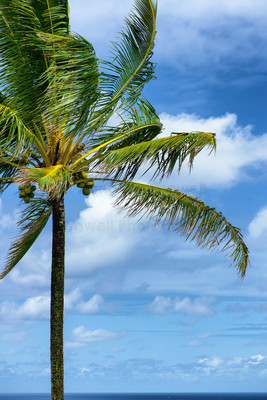 Windy Coconut Palm vert