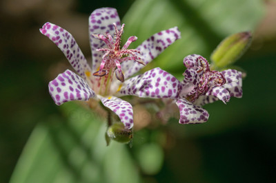 Toad Lily-1