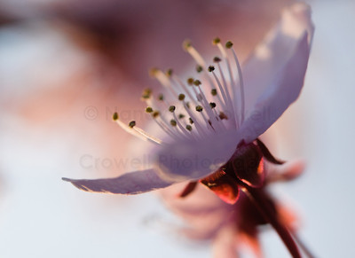 Sunset Plum Blossom