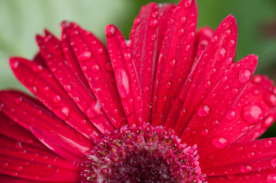 rainy red gerbera-2