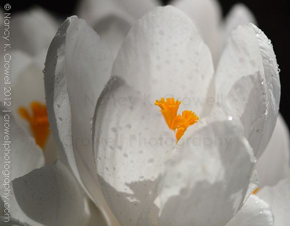 white crocus