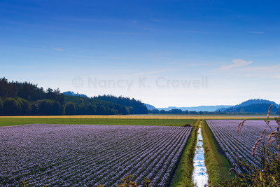 Potato Fields