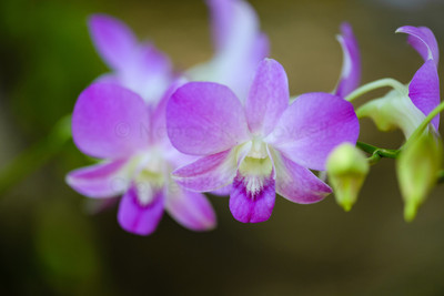 Dendrobium orchid