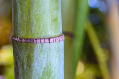 Bamboo ridges
