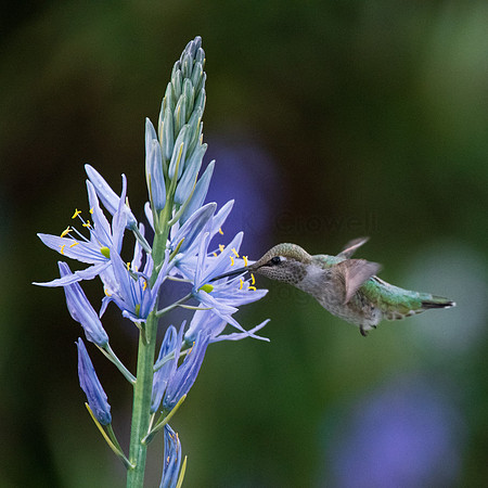 Anna's on a Camas